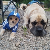 Entry image for Toby and Tiggs