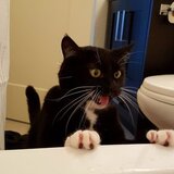 Entry image for Chairman Meow