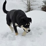 Entry image for Shanks