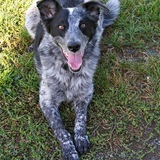 Entry image for Jack