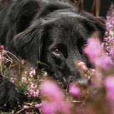 Entry image for Callie