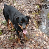 Entry image for Rocky