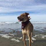 Entry image for Esker