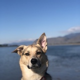 Entry image for Nova 