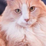 Entry image for Courtenay