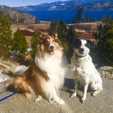 Entry image for Shiloh and gunner 