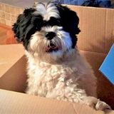 Entry image for Oreo