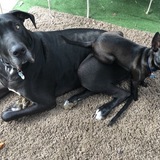 Entry image for Axel & Rocky