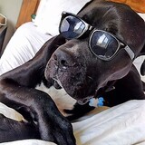 Entry image for Brutus