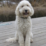 Entry image for Daphne