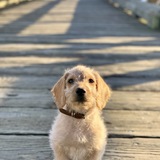 Entry image for Nelson