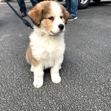 Entry image for Hazel 