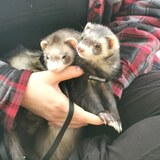 Entry image for Tabitha and Weasel