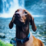 Entry image for Zeke