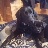 Entry image for luna and baby phoebe