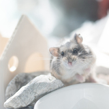 Entry image for Mimi