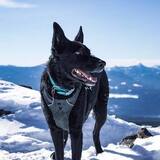 Entry image for Shiloh