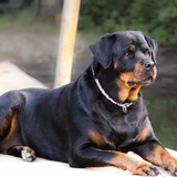 Entry image for Ella