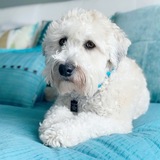 Entry image for Barkley