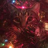 Entry image for Grimm