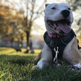 Entry image for Frida