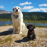 Entry image for Marley and Charley