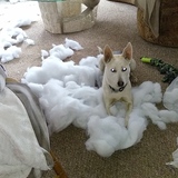 Entry image for Sadie doing a new bed remodeling