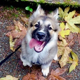 Entry image for Luna 