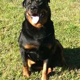 Entry image for Rippy