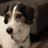 Entry image for Pierre