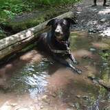 Entry image for Ebony