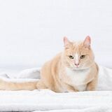 Entry image for Dobby