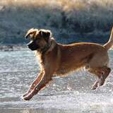 Entry image for Fergus