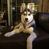 Entry image for Mishka