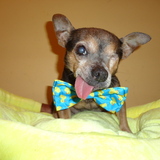 Entry image for Chico