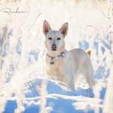 Entry image for Jazzy