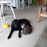 Entry image for Skittles the Cat with Lucy the lab