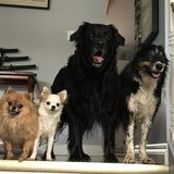 Entry image for Bella, Tink, Hudson & Shasta