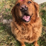 Entry image for Gemma