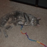 Entry image for Sweetie