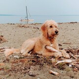 Entry image for Rambo