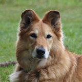 Entry image for Lollipop