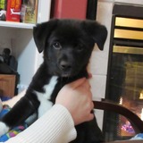 Entry image for Jake