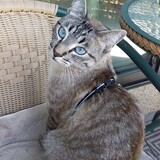 Entry image for Picasso