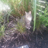 Entry image for Gracie