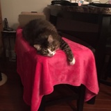 Entry image for Ringo