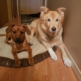 Entry image for Bean and Poaches 