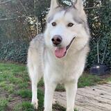 Entry image for Beau 