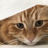 Entry image for Kumar