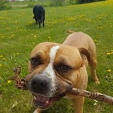 Entry image for DIESEL